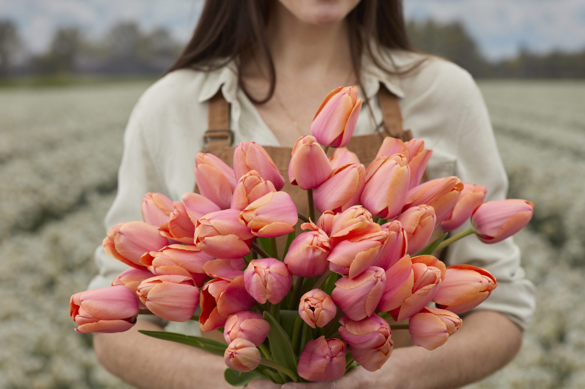 Tulipanløg “Apricot Impression” | Smuk Darwin Hybrid tulipan – Str. 12+ | FRA 5,40 KR