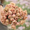 Tulipanløg “La Belle Epoque” | Eksklusiv dobbelt tulipan – Str. 12+ | FRA 8,76 KR