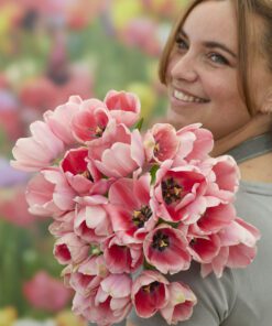 Tulipanløg ‘Salmon Impression’ (Darwin Hybrid) Str. 12+ | Elegant laksefarvet tulipan | FRA 5,40 KR.