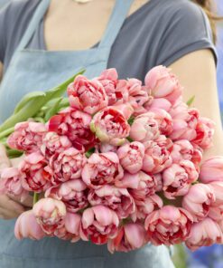 Tulipanløg ‘Etched Salmon’ (Double Early) – Str. 12+ | Laksefarvet fyldt tulipan | FRA 5,96 KR