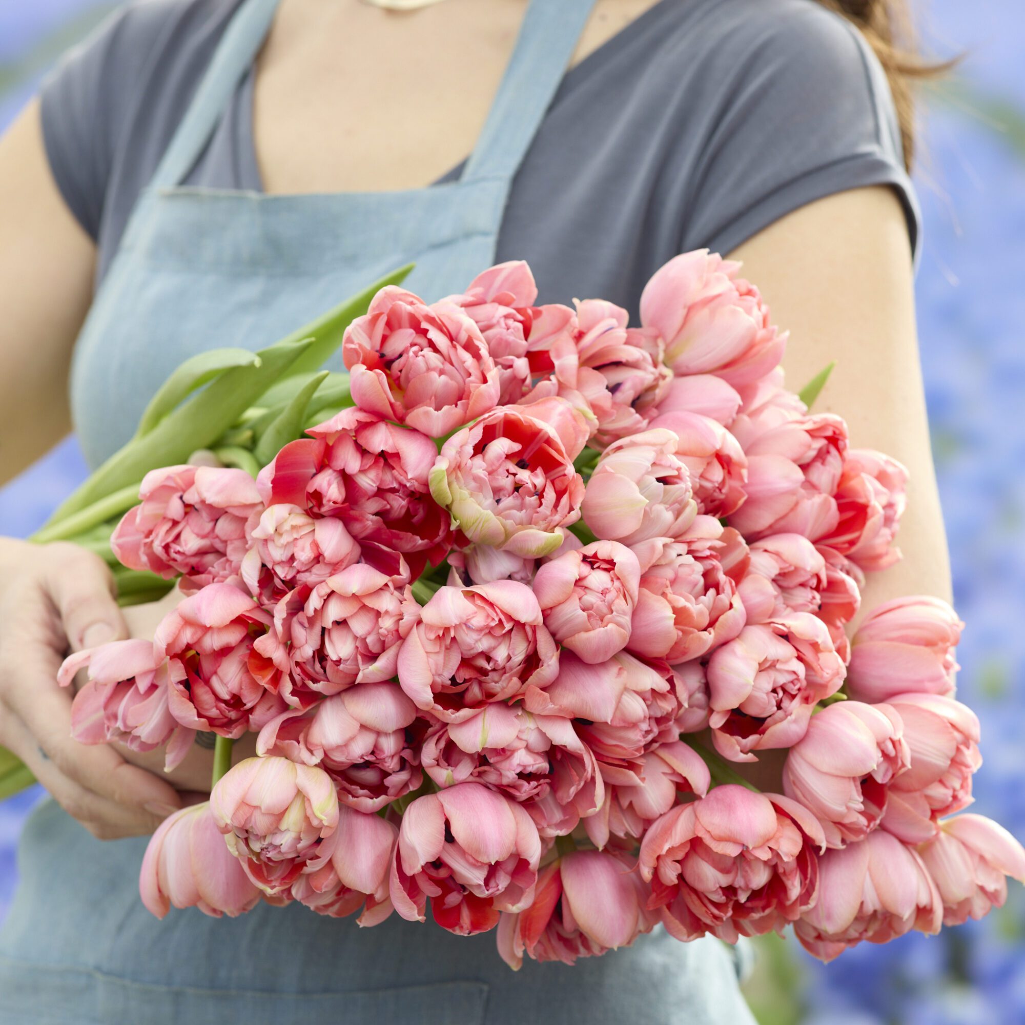Tulipanløg ‘Etched Salmon’ (Double Early) – Str. 12+ | Laksefarvet fyldt tulipan | FRA 5,96 KR