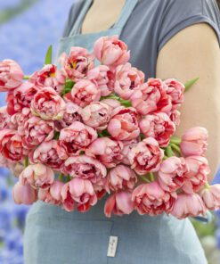 Tulipanløg ‘Etched Salmon’ (Double Early) – Str. 12+ | Laksefarvet fyldt tulipan | FRA 5,96 KR