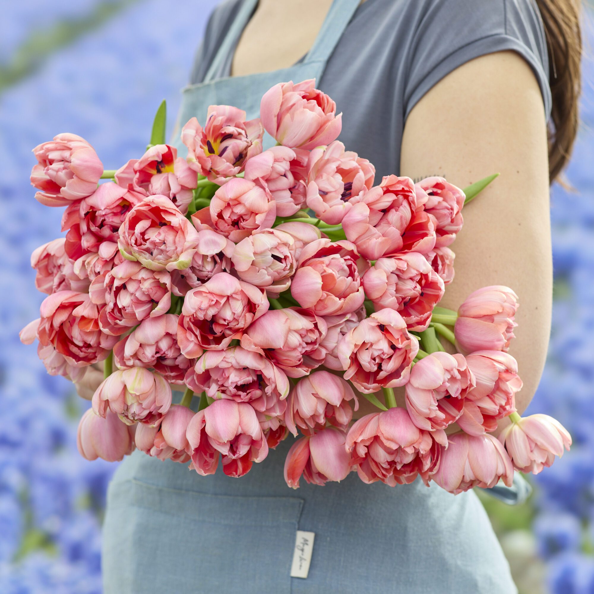 Tulipanløg ‘Etched Salmon’ (Double Early) – Str. 12+ | Laksefarvet fyldt tulipan | FRA 5,96 KR