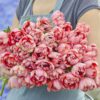 Tulipanløg ‘Etched Salmon’ (Double Early) – Str. 12+ | Laksefarvet fyldt tulipan | FRA 5,96 KR