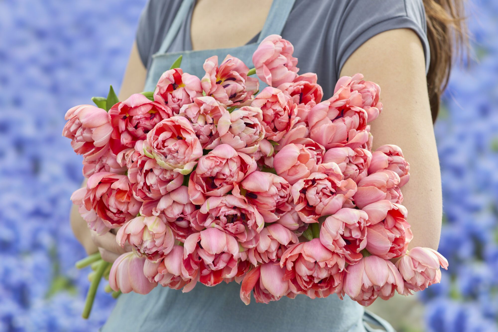 Tulipanløg ‘Etched Salmon’ (Double Early) – Str. 12+ | Laksefarvet fyldt tulipan | FRA 5,96 KR