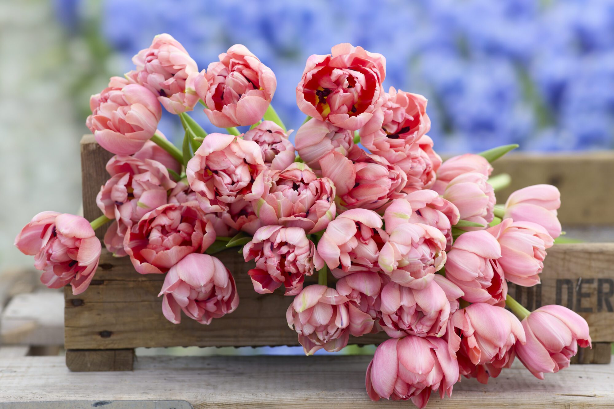 Tulipanløg ‘Etched Salmon’ (Double Early) – Str. 12+ | Laksefarvet fyldt tulipan | FRA 5,96 KR