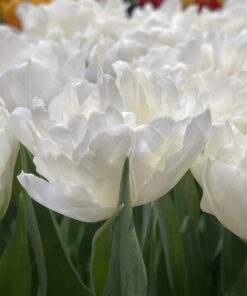 Tulipanløg ‘Galileo’ (Double Early) – Str. 12+ | Hvid fyldt tulipan | Eksklusiv fyldt tulipan | FRA 5,96 KR