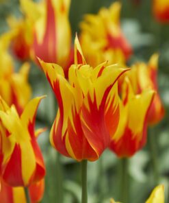 Tulipanløg “Fire Wings” – Liljeblomstrende tulipan – 10 stk. 35,- kr. 100 stk. 319 kr.