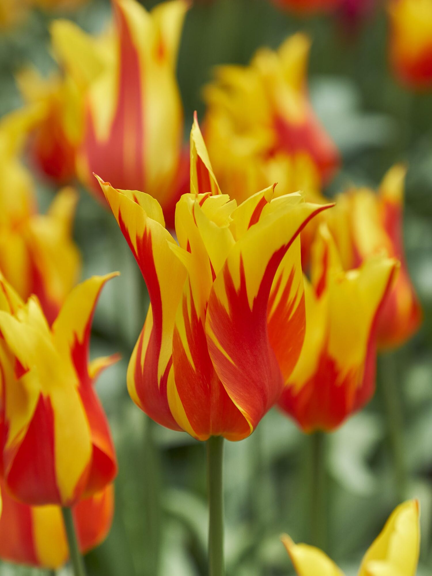 Tulipanløg “Fire Wings” – Liljeblomstrende tulipan – 10 stk. 35,- kr. 100 stk. 319 kr.