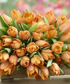 Tulipanløg ‘Sunrise Prince’ – Str. 12+ | Orange tulipan til haven | FRA 5,40 KR.