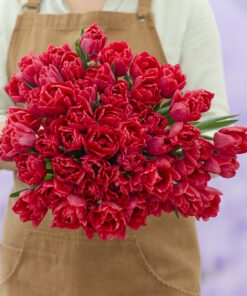 Tulipanløg ‘Red Foxtrot’ (Double Early) – Str. 12+ | Varm rød fyldt tulipan | FRA 5,40 KR