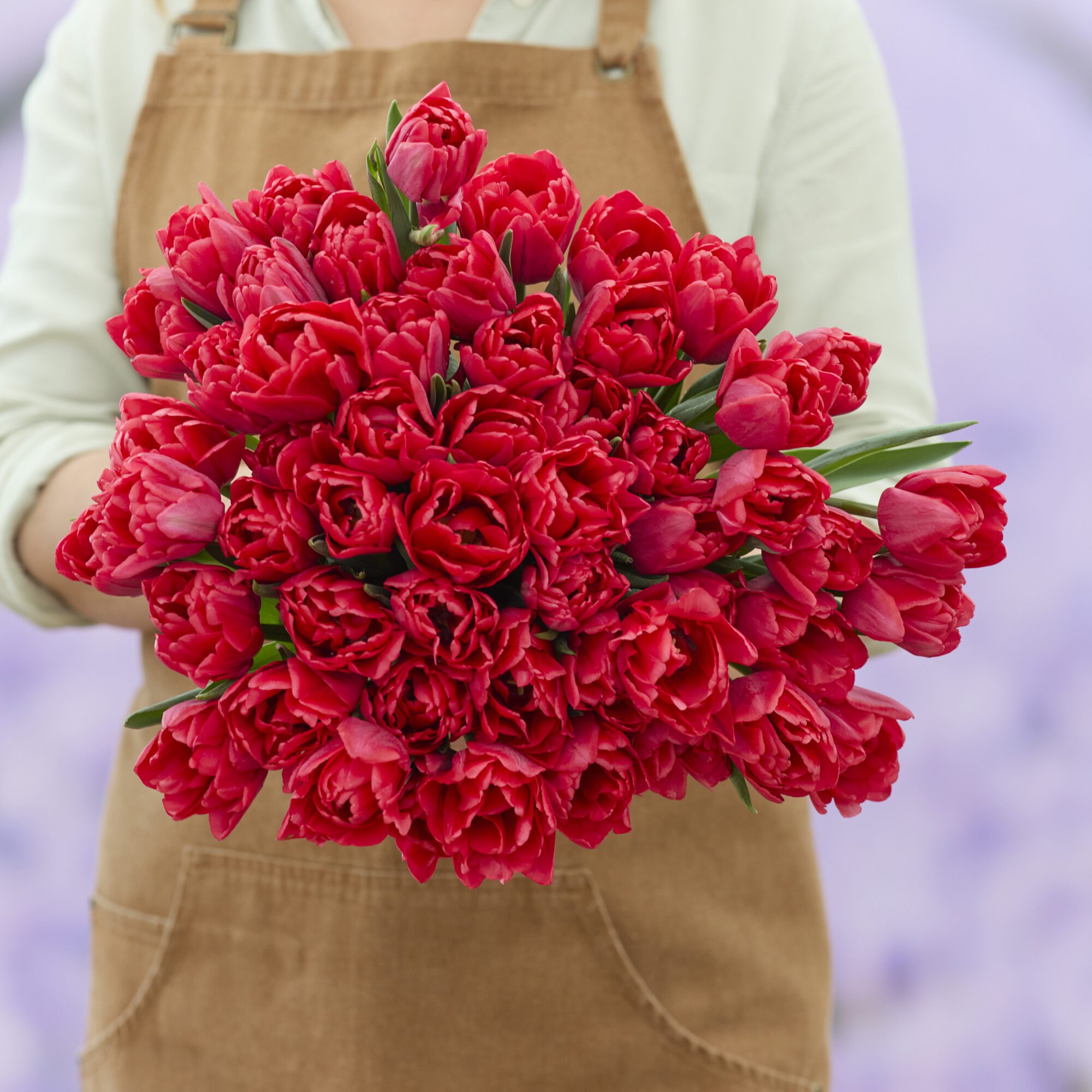 Tulipanløg ‘Red Foxtrot’ (Double Early) – Str. 12+ | Varm rød fyldt tulipan | FRA 5,40 KR