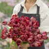 Tulipanløg ‘Ridgedale’ (Tulipa Double Early) – Str. 12+ | Fyldt rød tulipan | FRA 5,40 KR