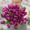Tulipanløg ‘Purple Prince’ (Single Early) – Str. 12+ | Tidlig lilla tulipan | FRA 5,40 KR.