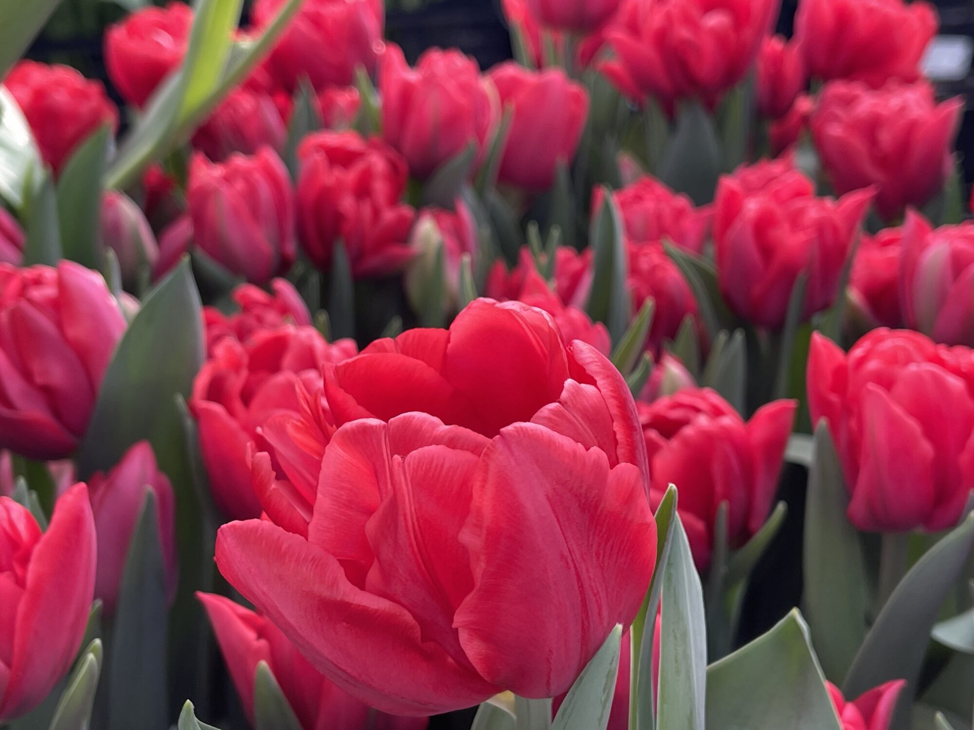 Tulipanløg ‘Red Foxtrot’ (Double Early) – Str. 12+ | Varm rød fyldt tulipan | FRA 5,40 KR
