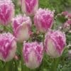 Tulipanløg Huis Ten Bosch – Frynset tulipan – 10 stk. 40,- kr. 100 Stk. 359,- kr.