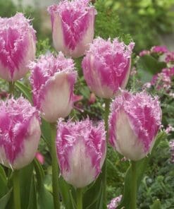 Tulipanløg Huis Ten Bosch – Frynset tulipan – 10 stk. 40,- kr. 100 Stk. 359,- kr.