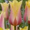 Tulipanløg Blushing Lady – Smuk pink/gul tulipan – 10 stk. 40,- kr. 100 Stk. 359,- kr.