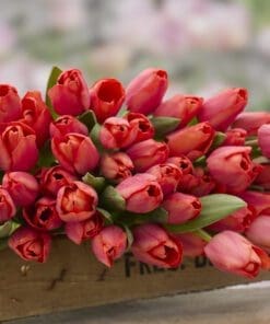 Tulipanløg ‘Flevo Passion’ – Str. 12+ | Hindbær-laksefarvet tulipan | FRA 5,40 KR.
