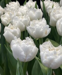 Tulipanløg ‘Galileo’ (Double Early) – Str. 12+ | Hvid fyldt tulipan | Eksklusiv fyldt tulipan | FRA 5,96 KR