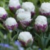 Tulipanløg ‘Ice Cream’ (Tulipa Double Late) – Str. 11/12 | Unik fyldt tulipan | FRA 7,16 KR