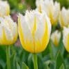 Tulipanløg Lemon Beauty – Frynset tulipan – 10 stk. 40,- kr. 100 Stk. 359,- kr.