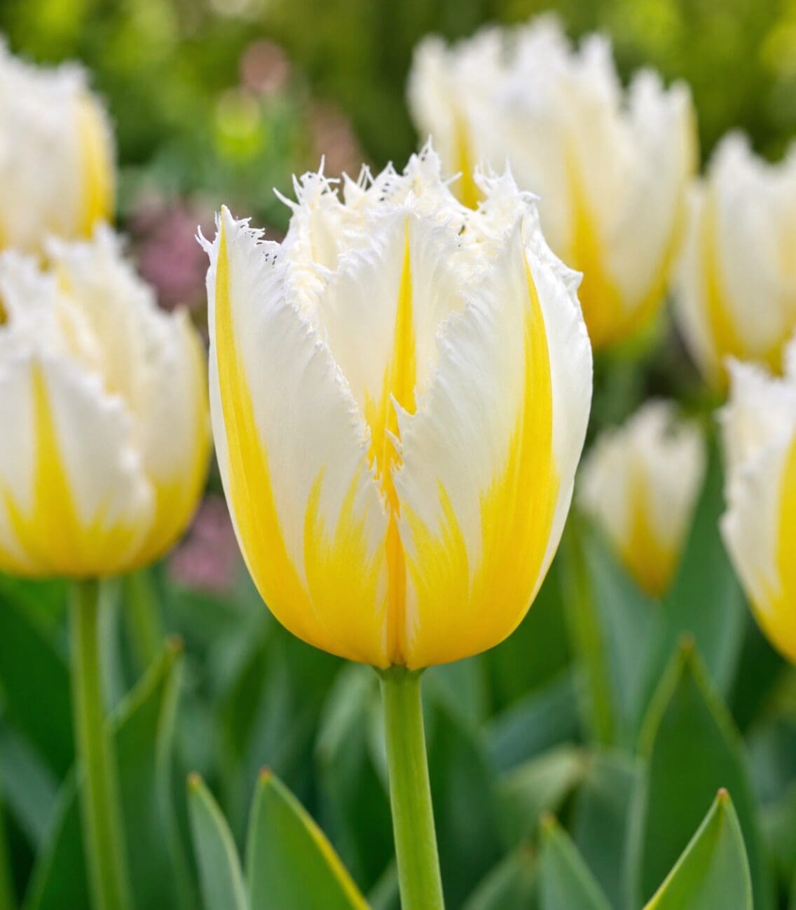 Tulipanløg Lemon Beauty – Frynset tulipan – 10 stk. 40,- kr. 100 Stk. 359,- kr.
