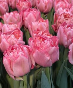 Tulipanløg ‘Quinty Trustfull’ (Double Early) – Str. 12+ | Eksklusiv rosa fyldt tulipan | FRA 5,96 KR