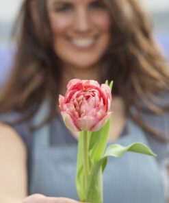 Tulipanløg ‘Quinty Trustfull’ (Double Early) – Str. 12+ | Eksklusiv rosa fyldt tulipan | FRA 5,96 KR