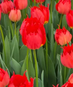 Tulipanløg ‘Robbedoes’ – Spektakulær Darwin Hybrid tulipan – 10 stk. 40,- kr. 100 Stk. 359,- kr.
