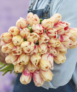 Tulipanløg ‘Sorbet’ – Str. 12+ (Single Late) | Cremefarvet tulipan med rosa striber | FRA 5,40 KR.