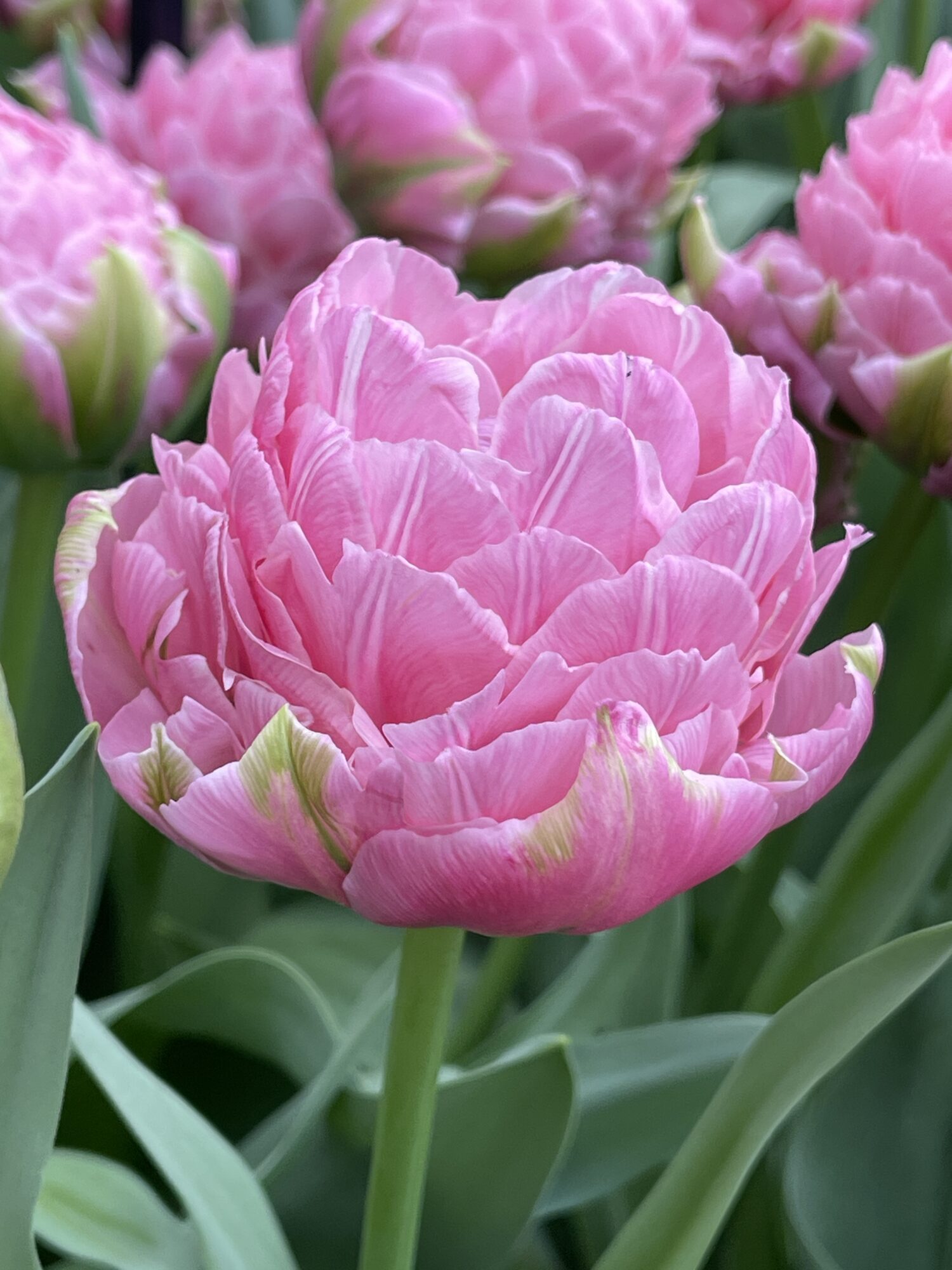 Tulipanløg ‘Strawberry Cream’ (Tulipa Double Late) – Str. 12+ | Fyldt romantisk tulipan | FRA 8,76 KR