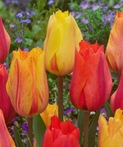 Tulipanløg ‘El Nino’ – Spektakulær enkeltblomstrende tulipan – 10 stk. 40,- kr. 100 Stk. 359,- kr.