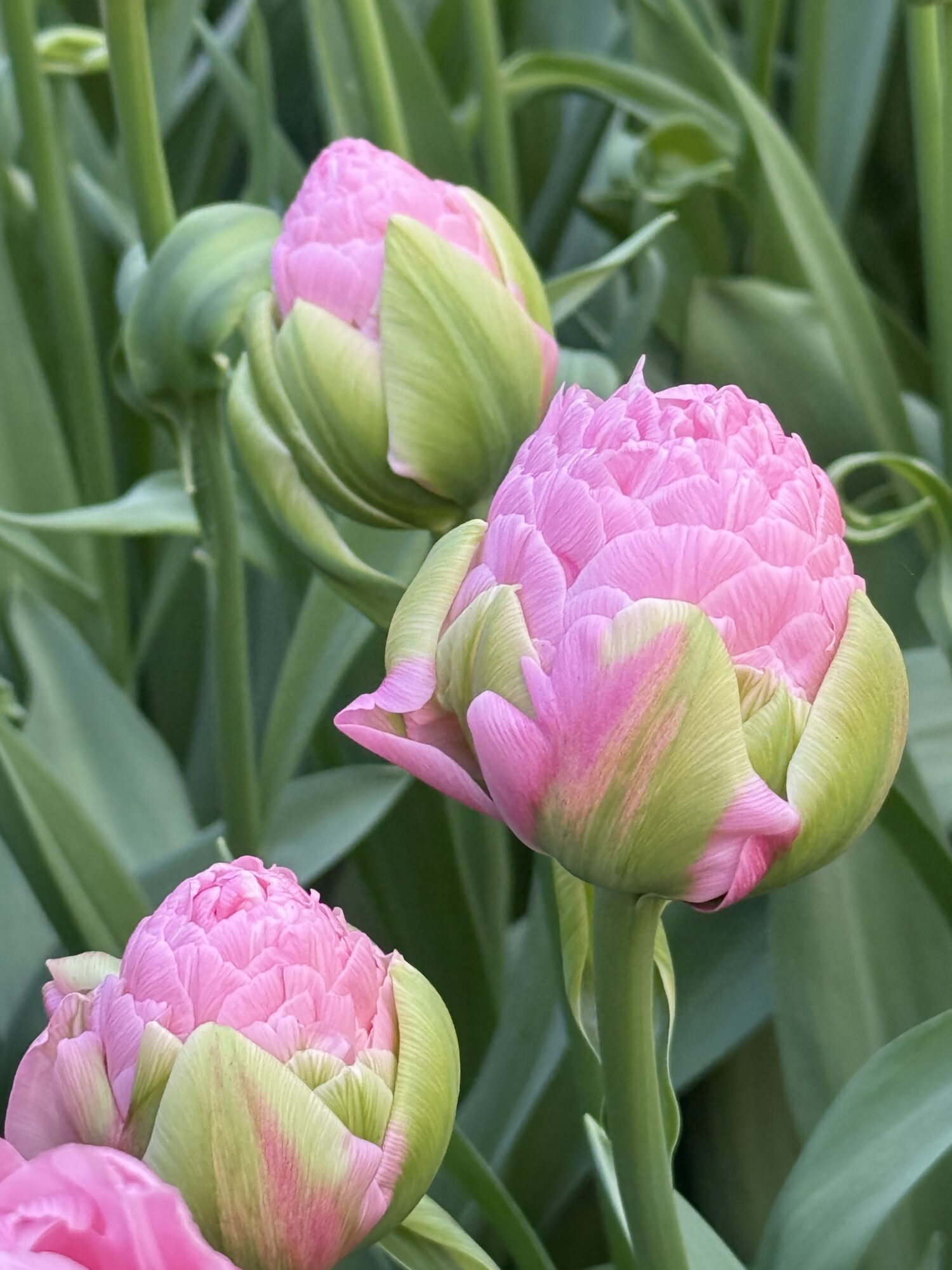 Tulipanløg ‘Strawberry Cream’ (Tulipa Double Late) – Str. 12+ | Fyldt romantisk tulipan | FRA 8,76 KR