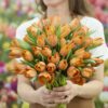 Tulipanløg ‘Sunrise Prince’ – Str. 12+ | Orange tulipan til haven | FRA 5,40 KR.