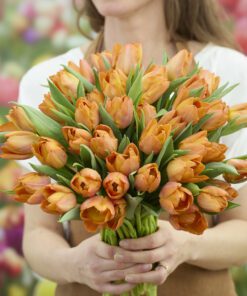Tulipanløg ‘Sunrise Prince’ – Str. 12+ | Orange tulipan til haven | FRA 5,40 KR.