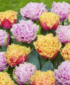 Tulipanløg sampak – 50 stk tulipanløg Dobbelt frynset i rosa og abrikos nuancer.