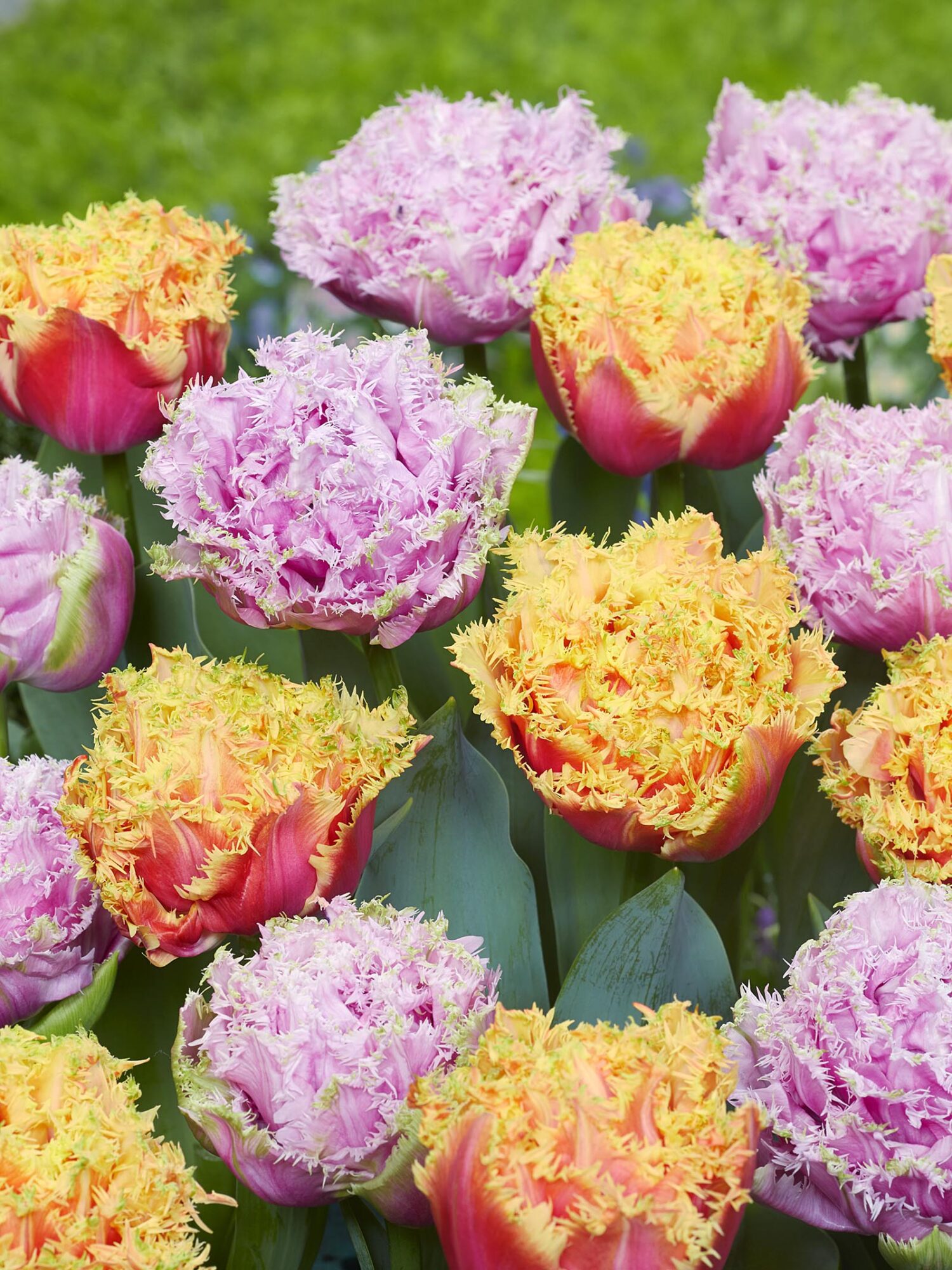 Tulipanløg sampak – 50 stk tulipanløg Dobbelt frynset i rosa og abrikos nuancer.