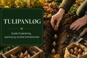 Tulipanløg guide til plantning og pasning af tulipaner og hvordan du sikrer dig det bedste resultat.