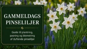 Gammeldags pinseliljer med hvide blomster og orange rød midte i forårshaven