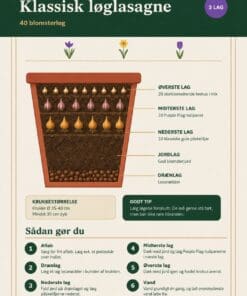 Klassisk løglasagne – 40 blomsterløg til én stor krukke | Pakketilbud