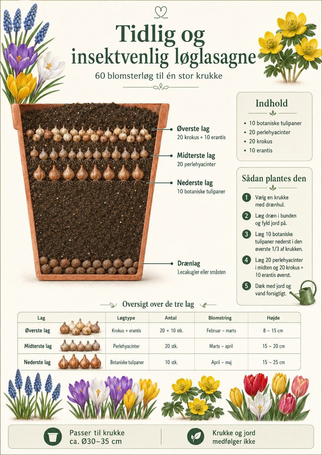 Tidlig og Insektvenlig løglasagne – 60 blomsterløg til små tidlige blomster i én krukke