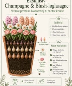 Eksklusiv Champagne & Blush-løglasagne – 30 store premium-blomsterløg til én krukke