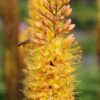 Kleopatras nål Rumba – orangegul Eremurus – barrodsrod str. 1 – FRA 36,95