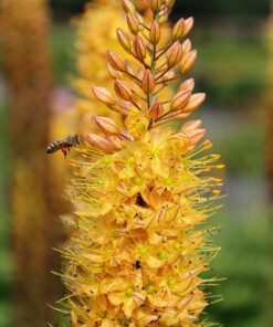 Kleopatras nål Rumba – orangegul Eremurus – barrodsrod str. 1 – FRA 36,95