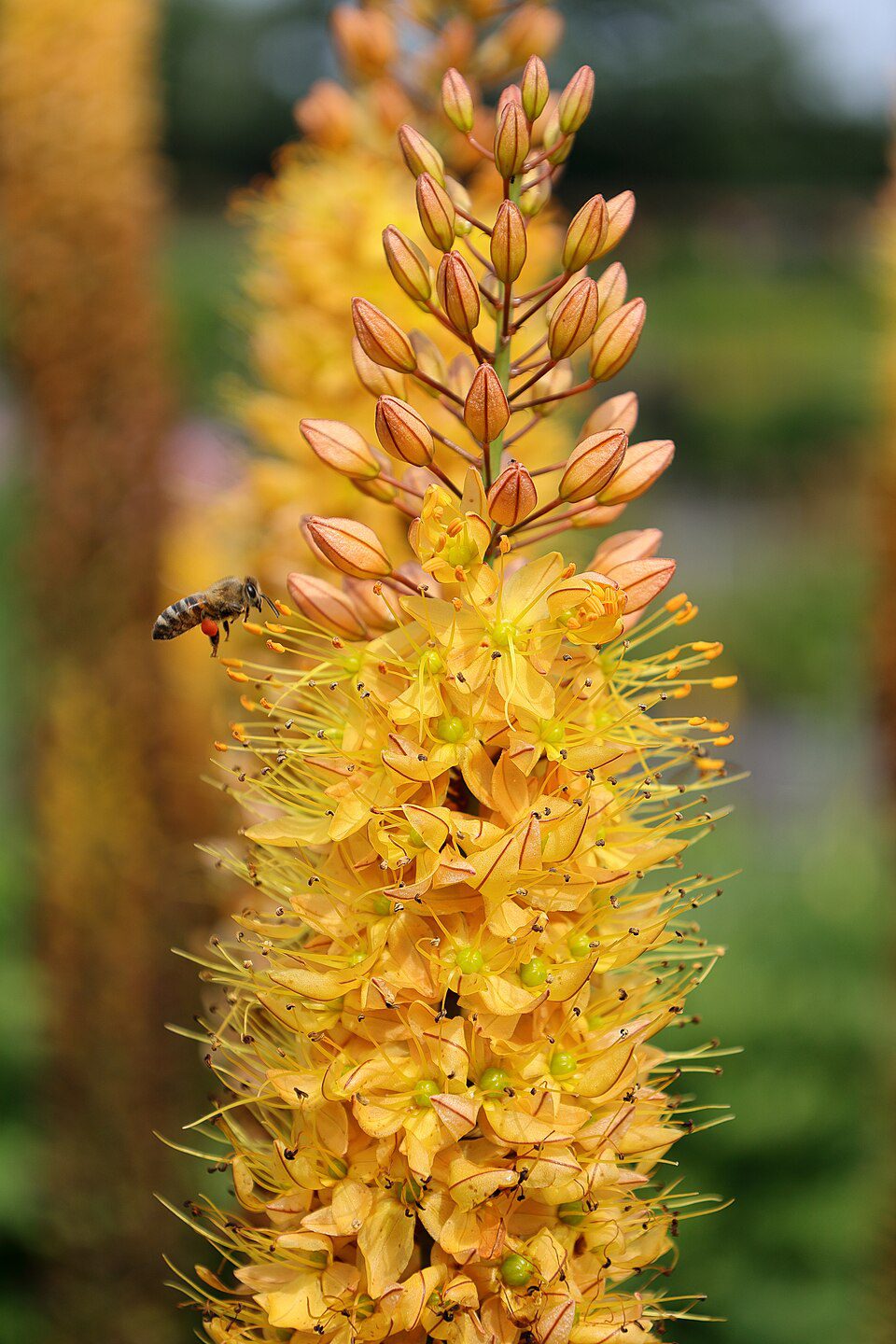 Kleopatras nål Rumba – orangegul Eremurus – barrodsrod str. 1 – FRA 36,95