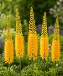Kleopatras nål Moneymaker – Gyldengul Eremurus – barrodsrod str. 1 – FRA 31,95 kr.