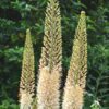Kleopatras nål Line Dance – creme-hvid Eremurus – barrodsrod str. 1 – FRA 36,95