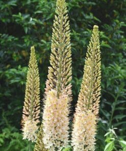 Kleopatras nål Line Dance – creme-hvid Eremurus – barrodsrod str. 1 – FRA 36,95