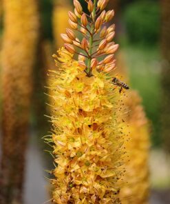 Kleopatras nål Rumba – orangegul Eremurus – barrodsrod str. 1 – FRA 36,95